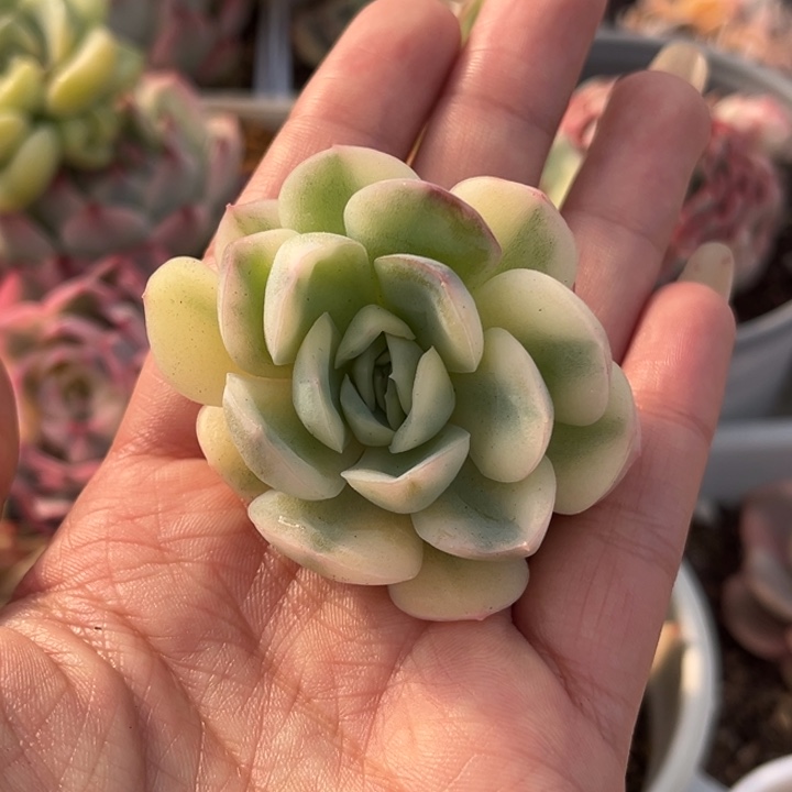 草莓冰锦头盖一颗价格