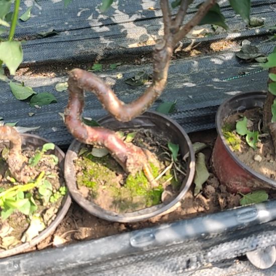 花***子无花朵梅花盆景精品造型