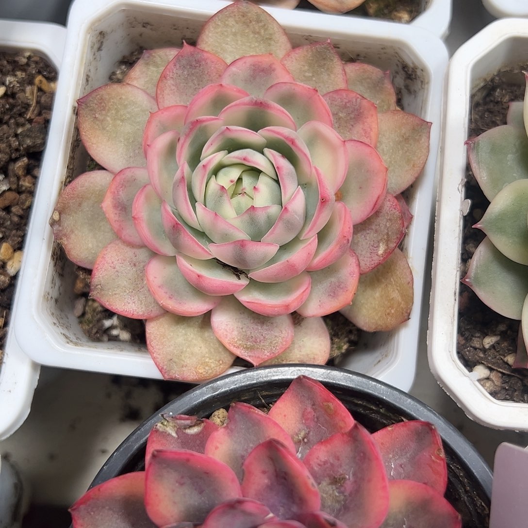 韩水晶锦多肉植物