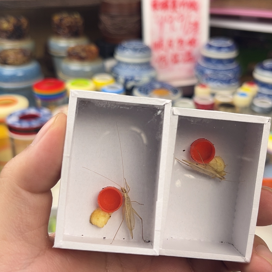 三条断须柬埔寨竹蛉