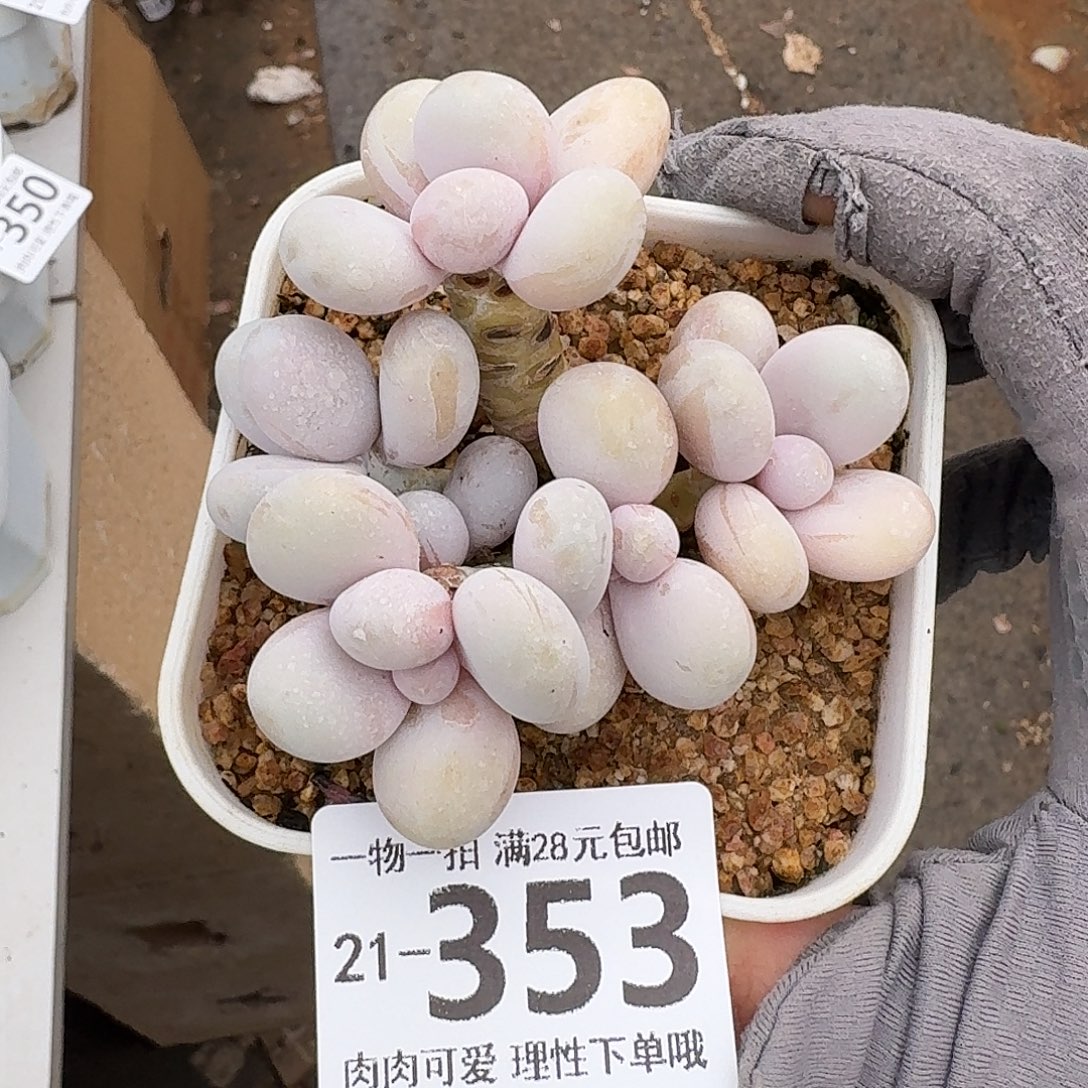 蛋黄奶无盆发货无