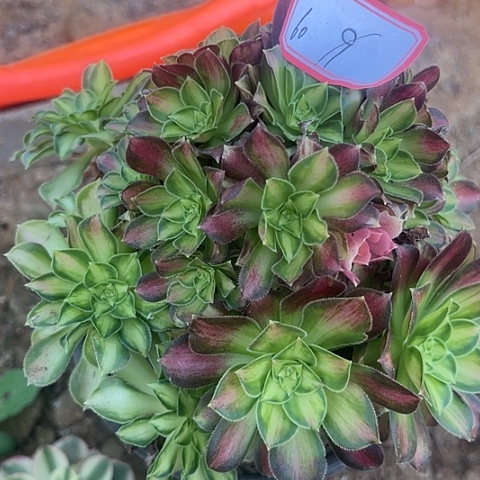 多肉植物韶华60号