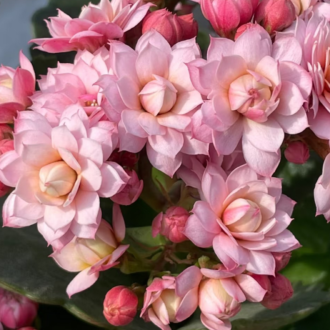 长寿花【人面桃花】110盆花苞发货