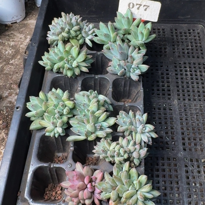 077多肉植物一物一拍