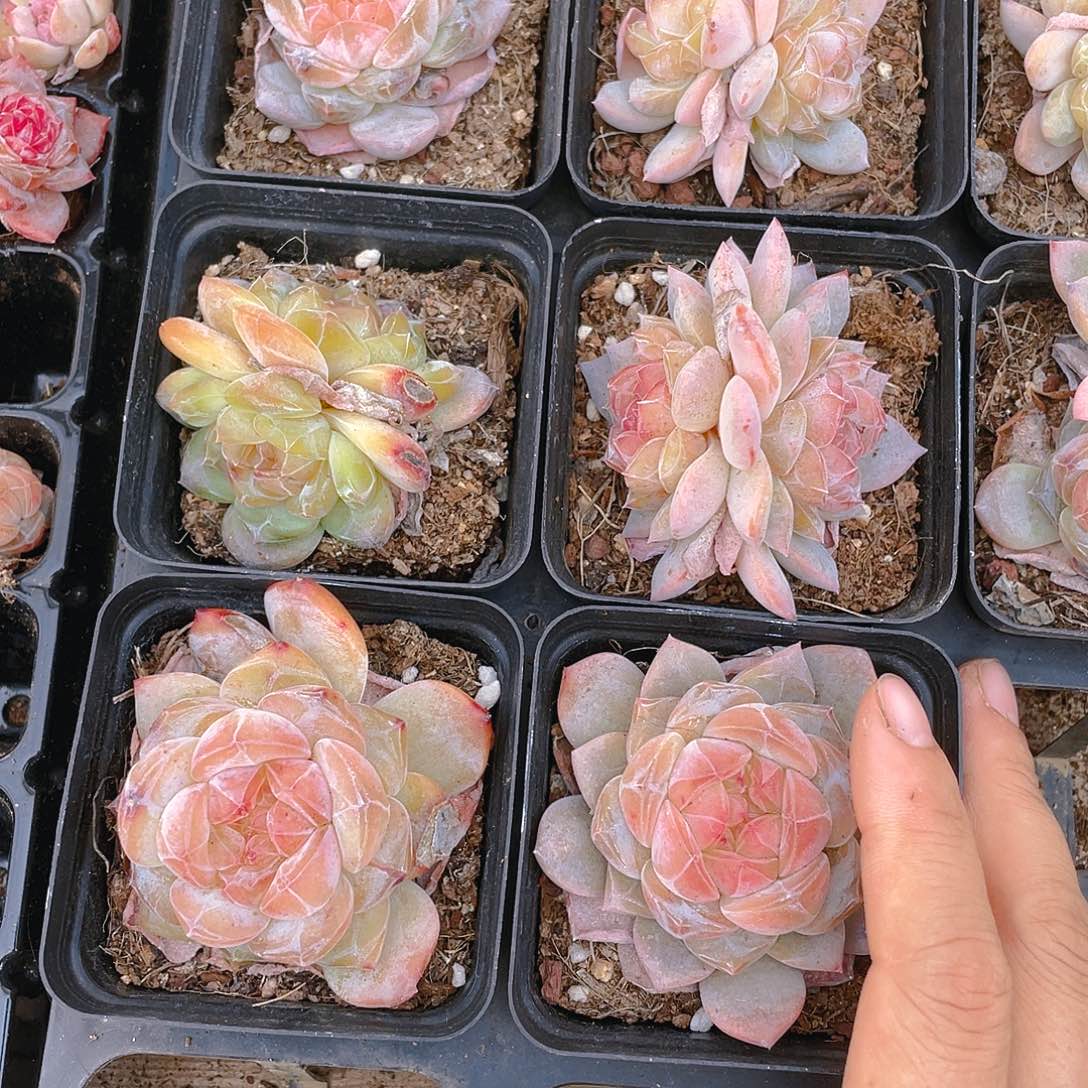 珍妮2号盆中盆一个满25包邮
