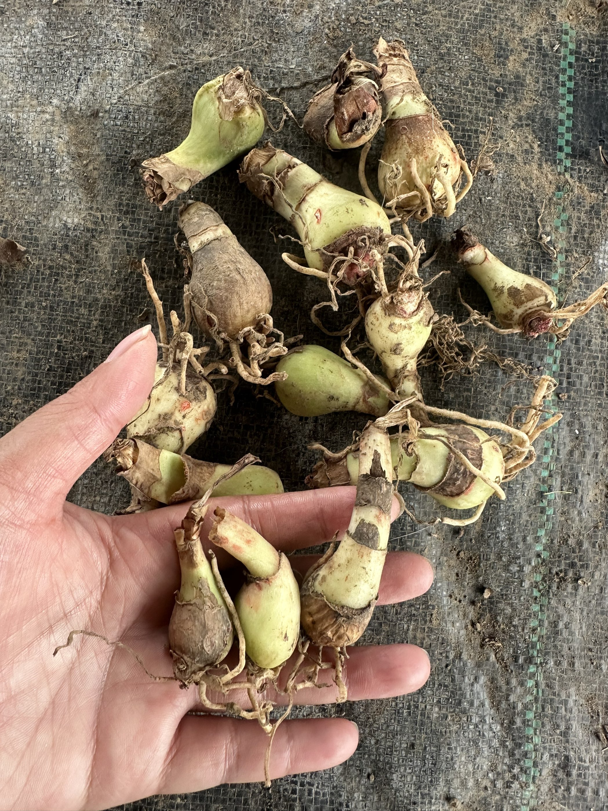 【10个】小侧芽种球大花重瓣