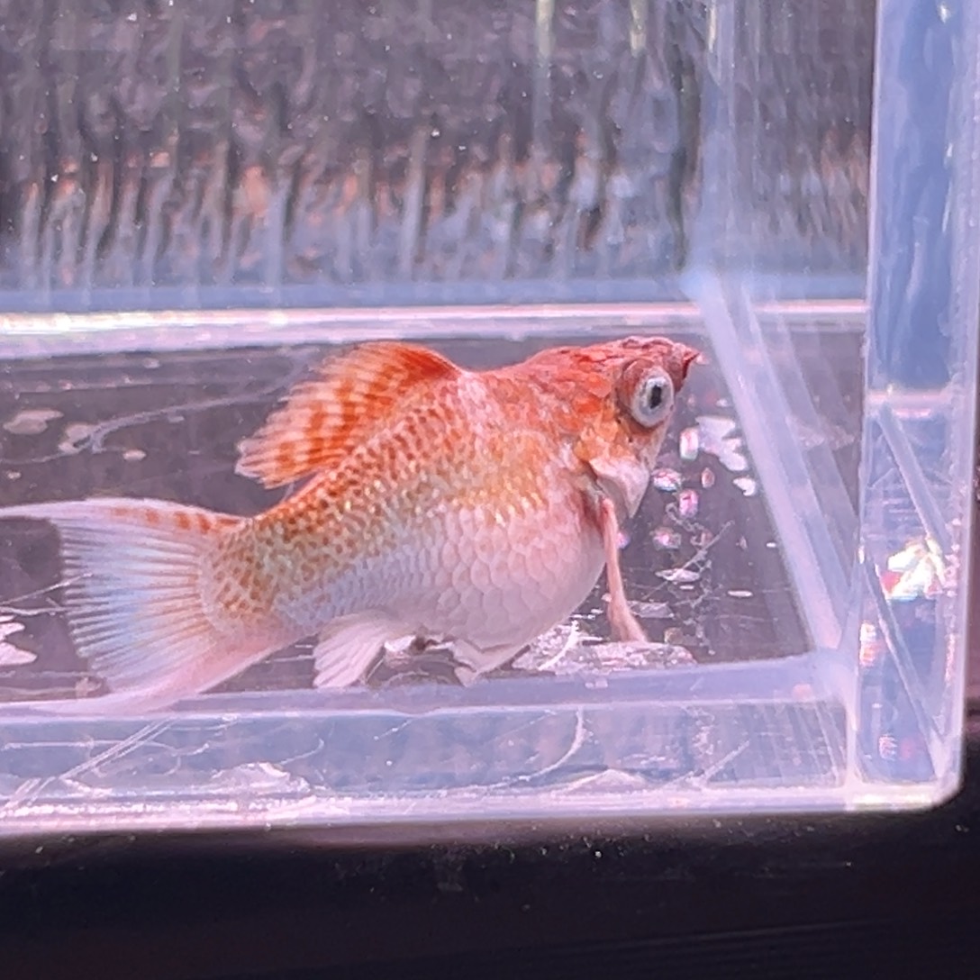 孔雀鱼玛丽崽一条