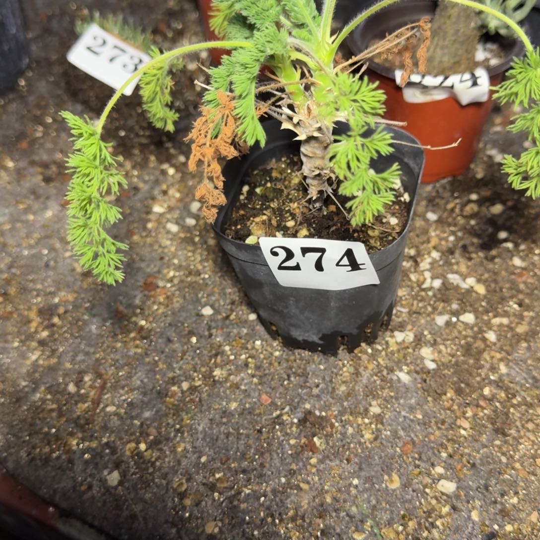 出云洋葵多肉植物