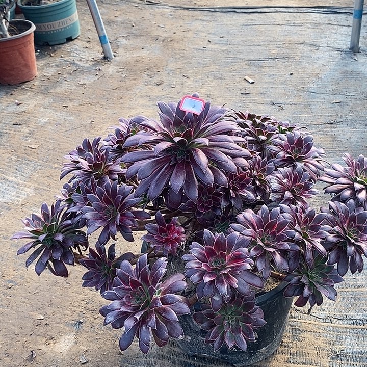 9，孔雀锦有修枝多肉法师