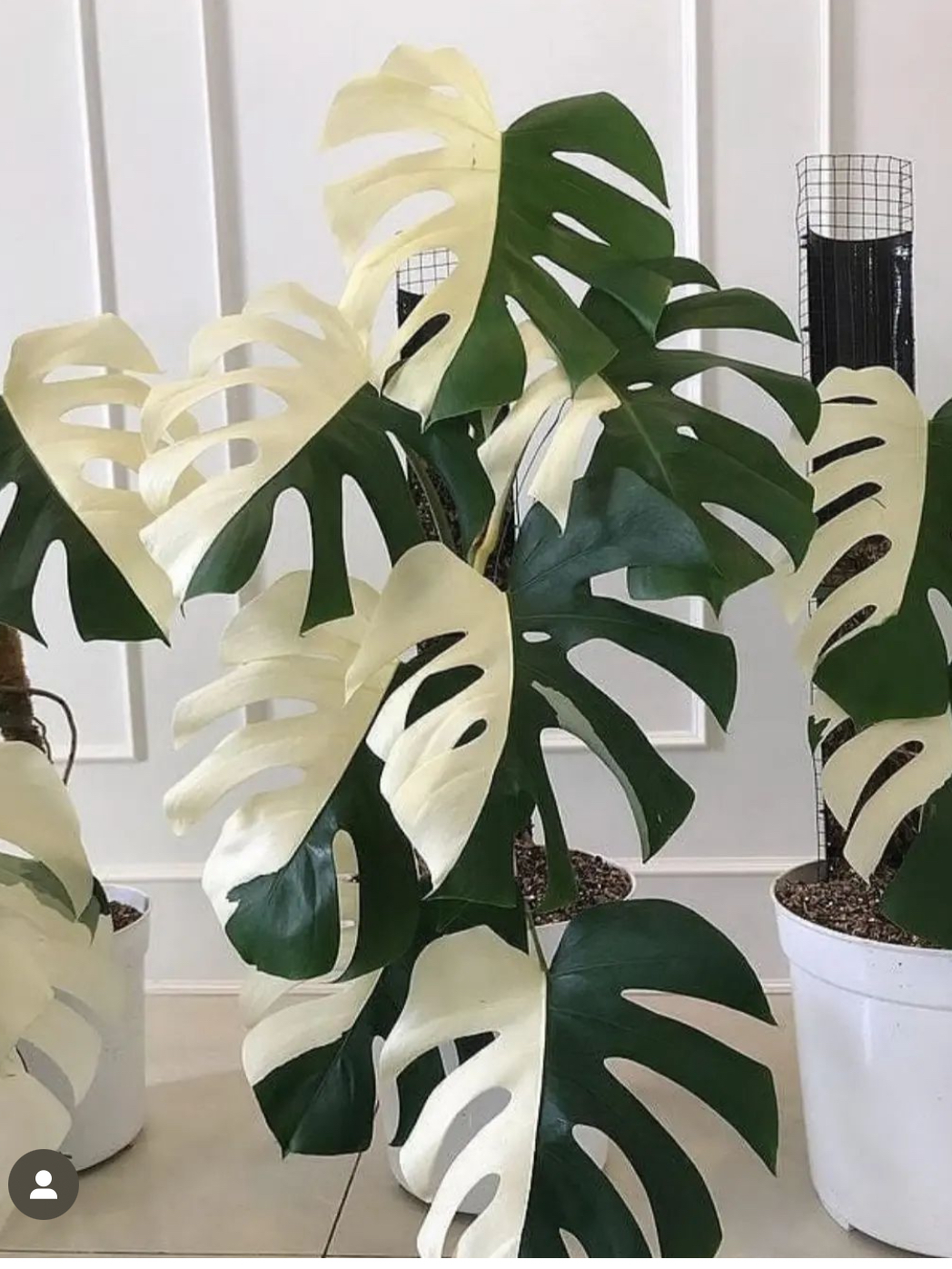 锦沐热植直播间一物一拍专用链接【不要盲拍】