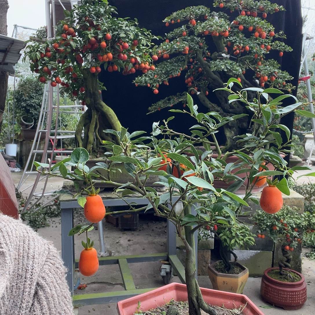 金弹子盆景喜欢的来