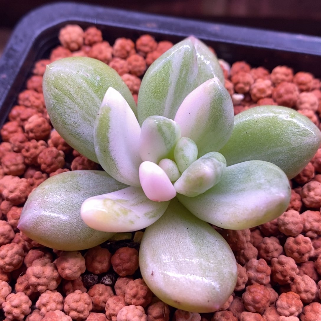 香水拉丝锦 多肉