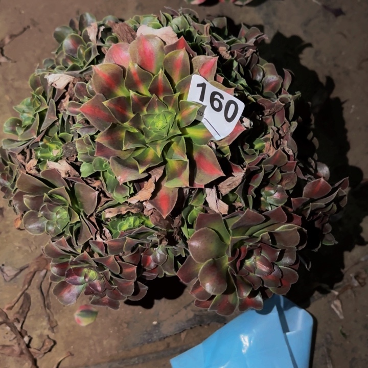 160女妖多肉植物不售后中班