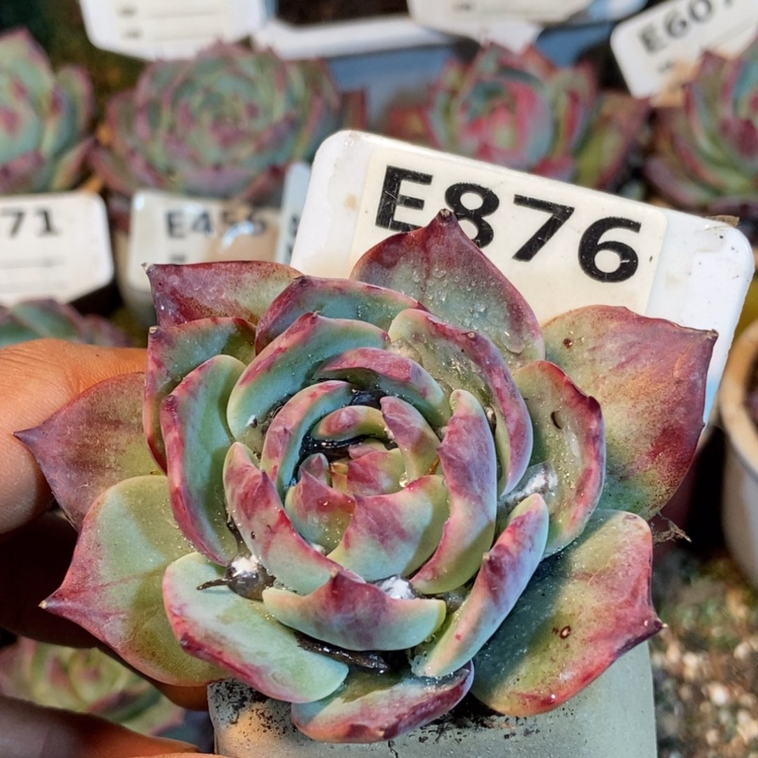 惊鸿一瞥876号楼