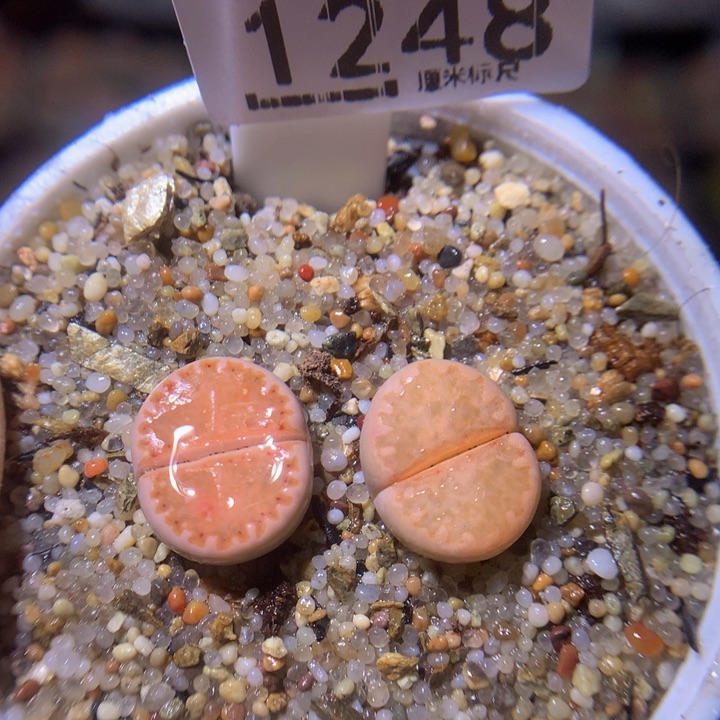 Sss精品生石花1248