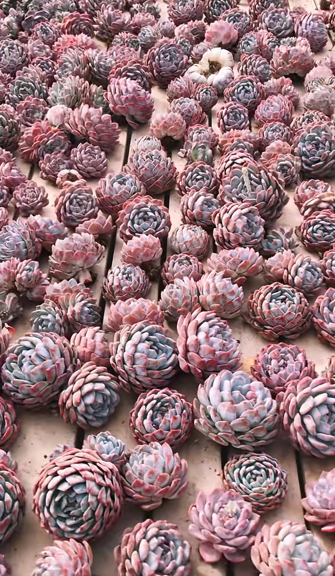 橙子星影梦露老桩福利