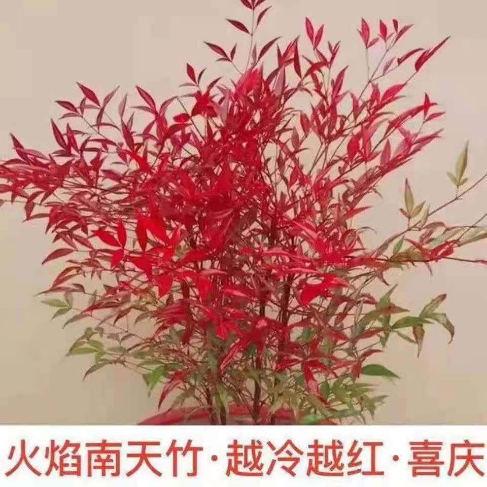 火焰南天竹盆栽树苗室内外庭院耐寒四季观叶竹子花卉绿植