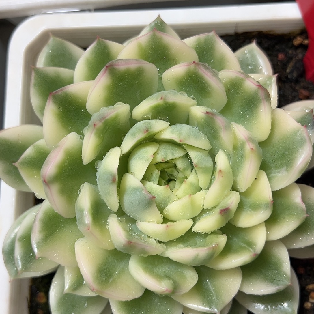 长岛冰茶锦大单头