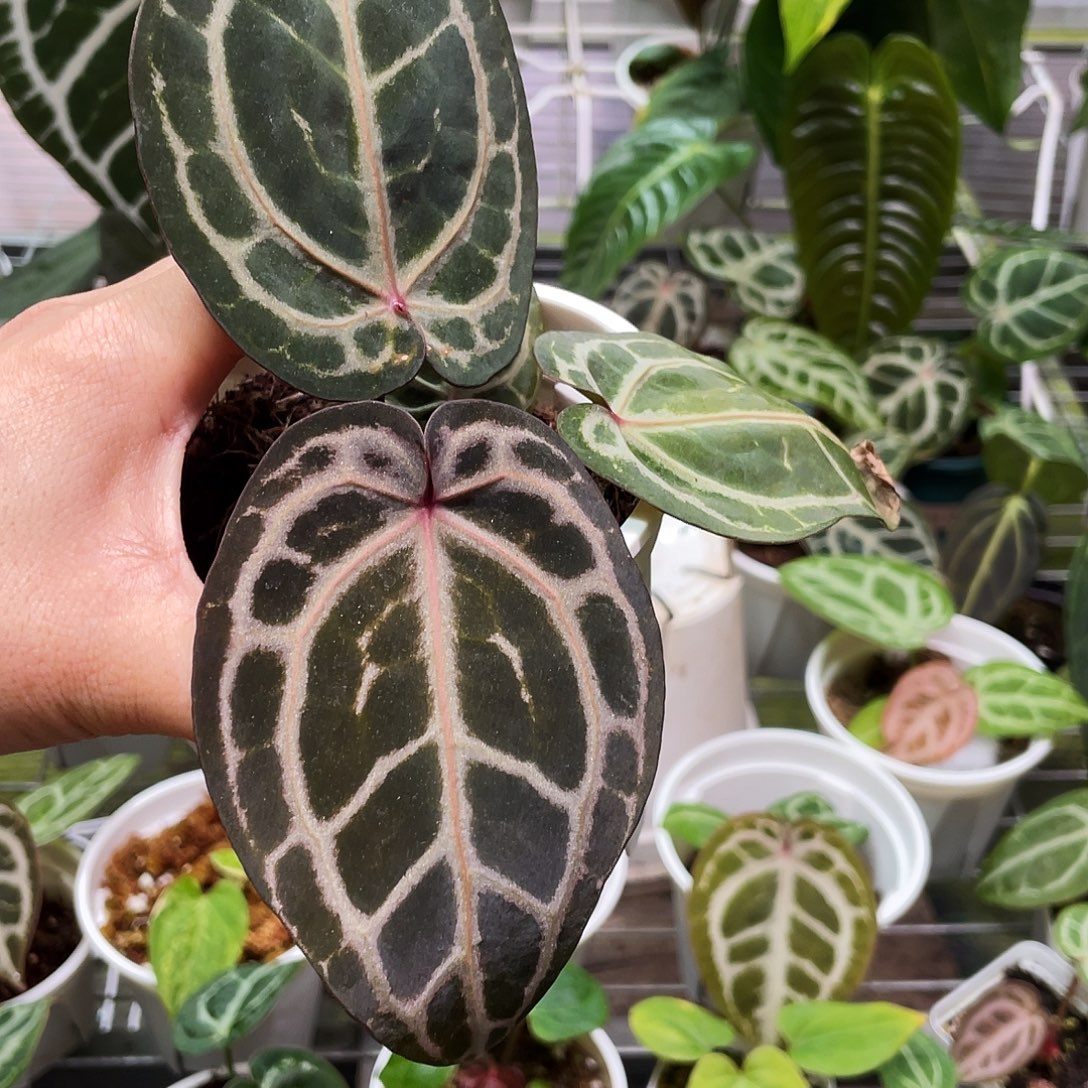 完全开放nse红水晶