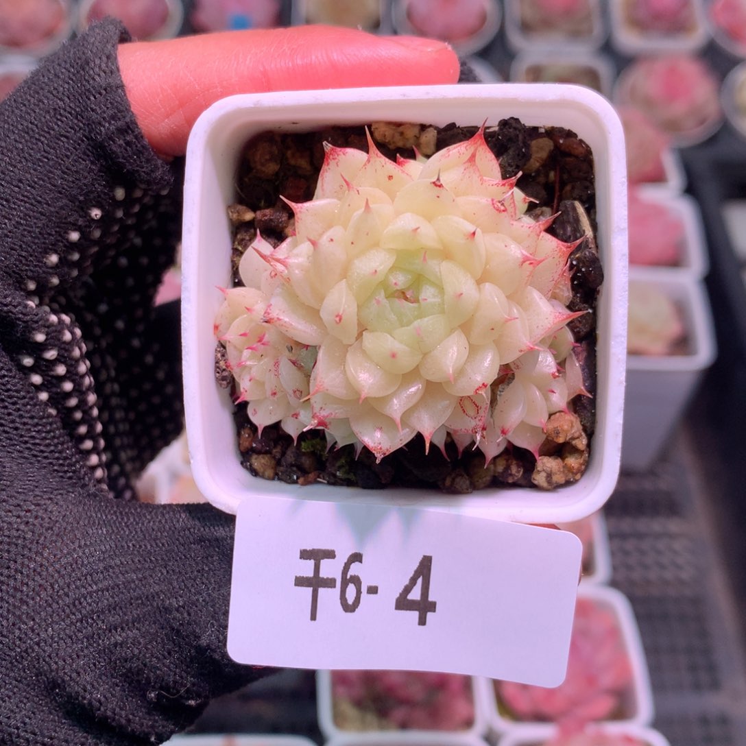 千6-4 海王默认脱土