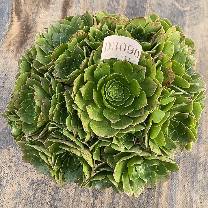 3090绿魔多肉不周正送包邮