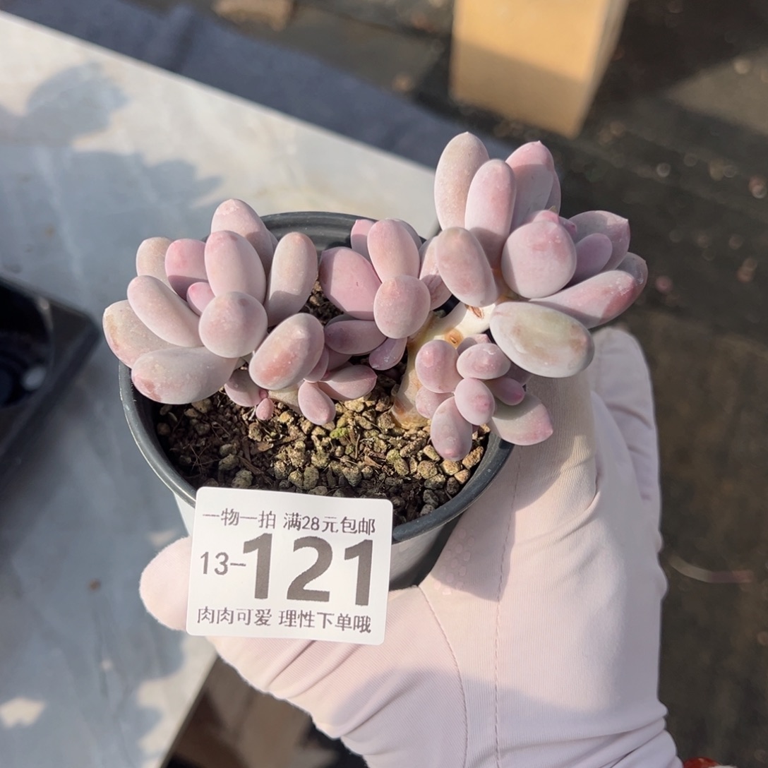 海狸美人多肉多肉多肉多肉多肉多肉