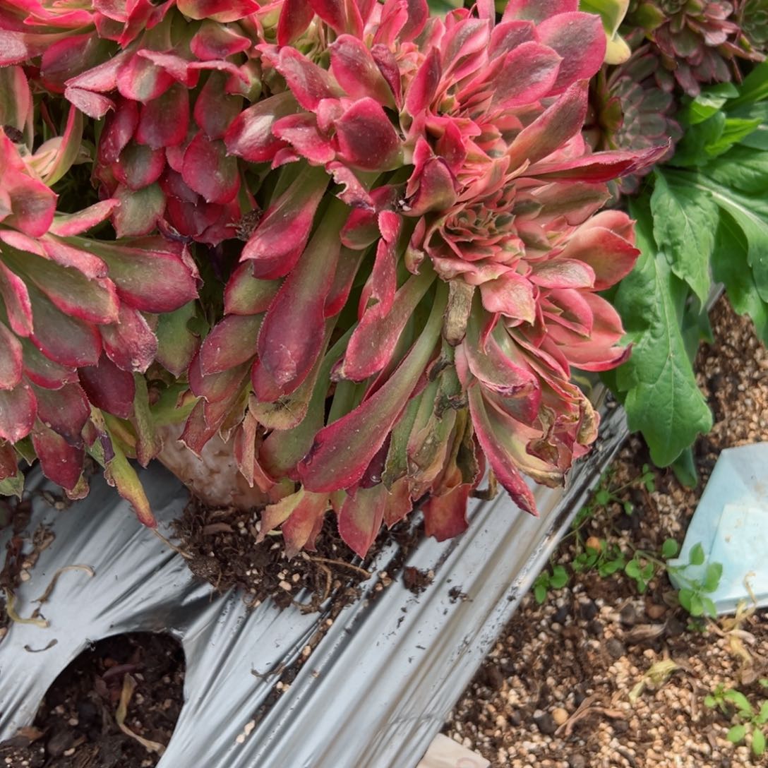 714 号多肉植物法师新年福利