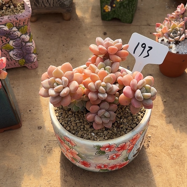 多肉植物，木糖醇193号