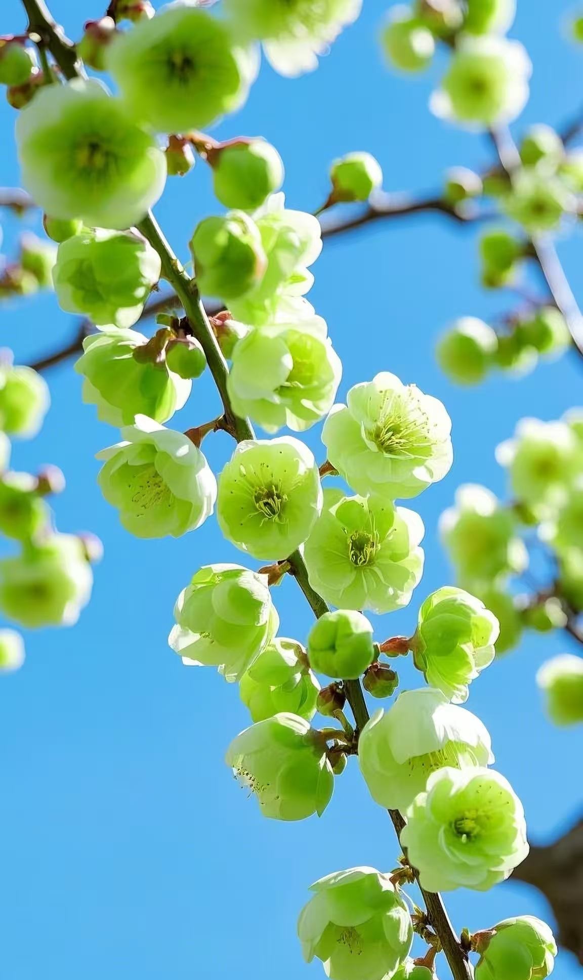 金钱绿鄂梅 带花苞植物阳台四季浓香冬季开花耐寒