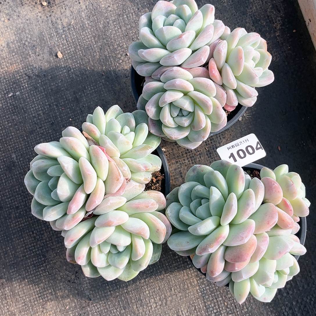 阿雅园艺。            1004量拍