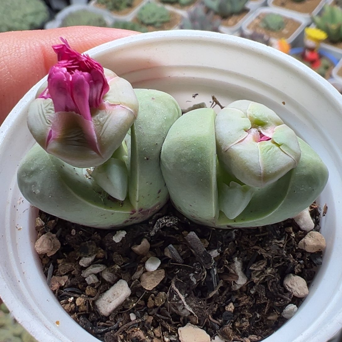 751多肉植物种类和