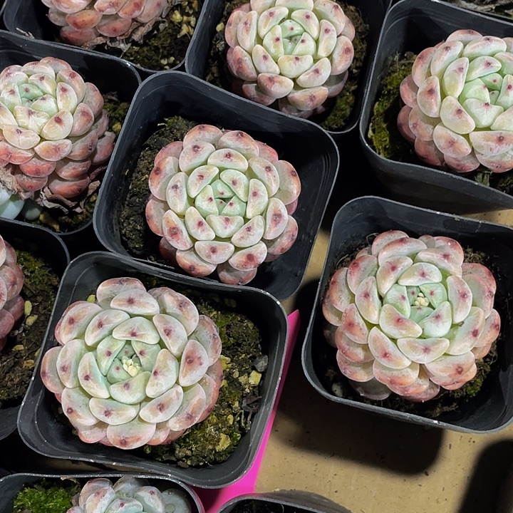 单头雪抓带盆土发