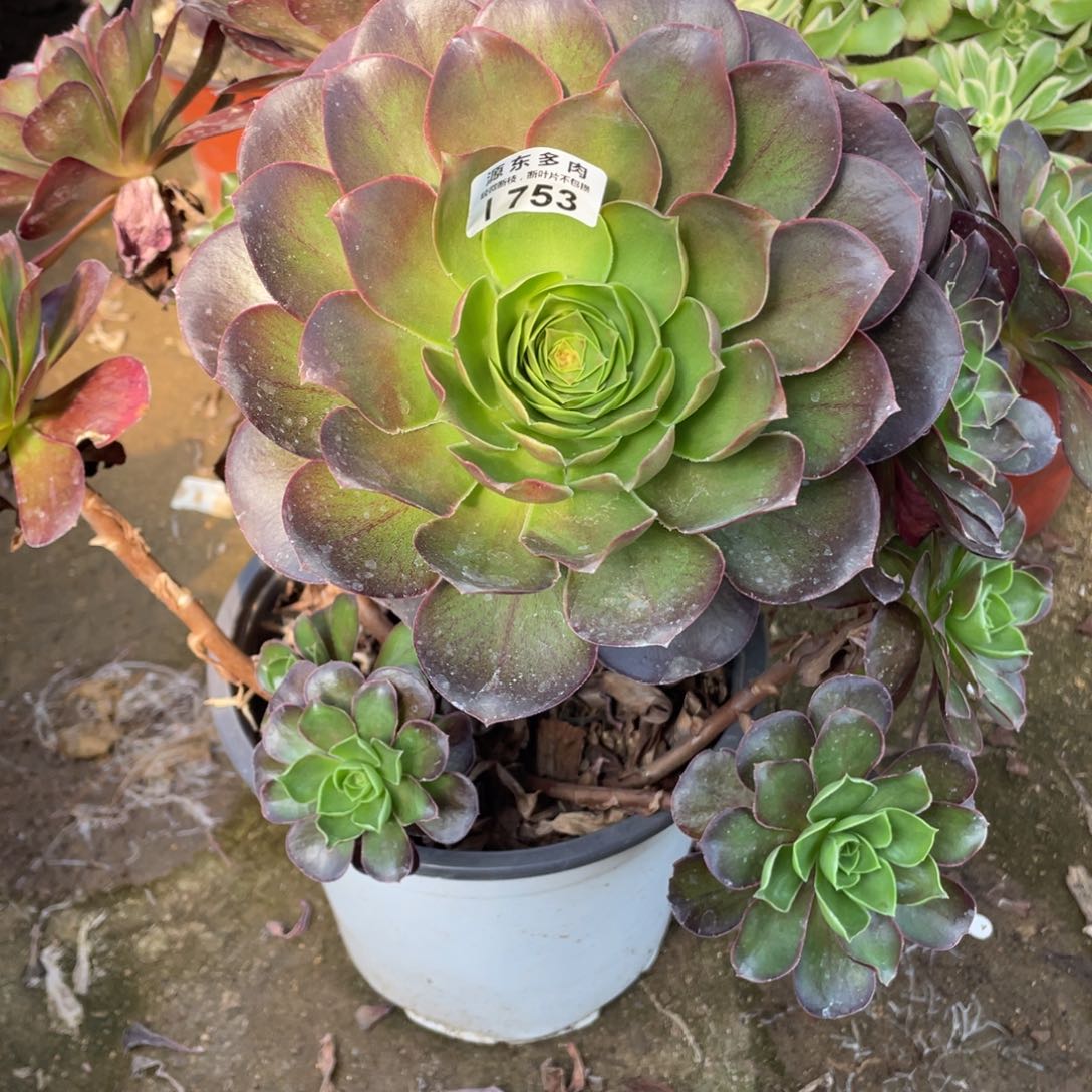 753魅金玫瑰多肉法师断枝不包