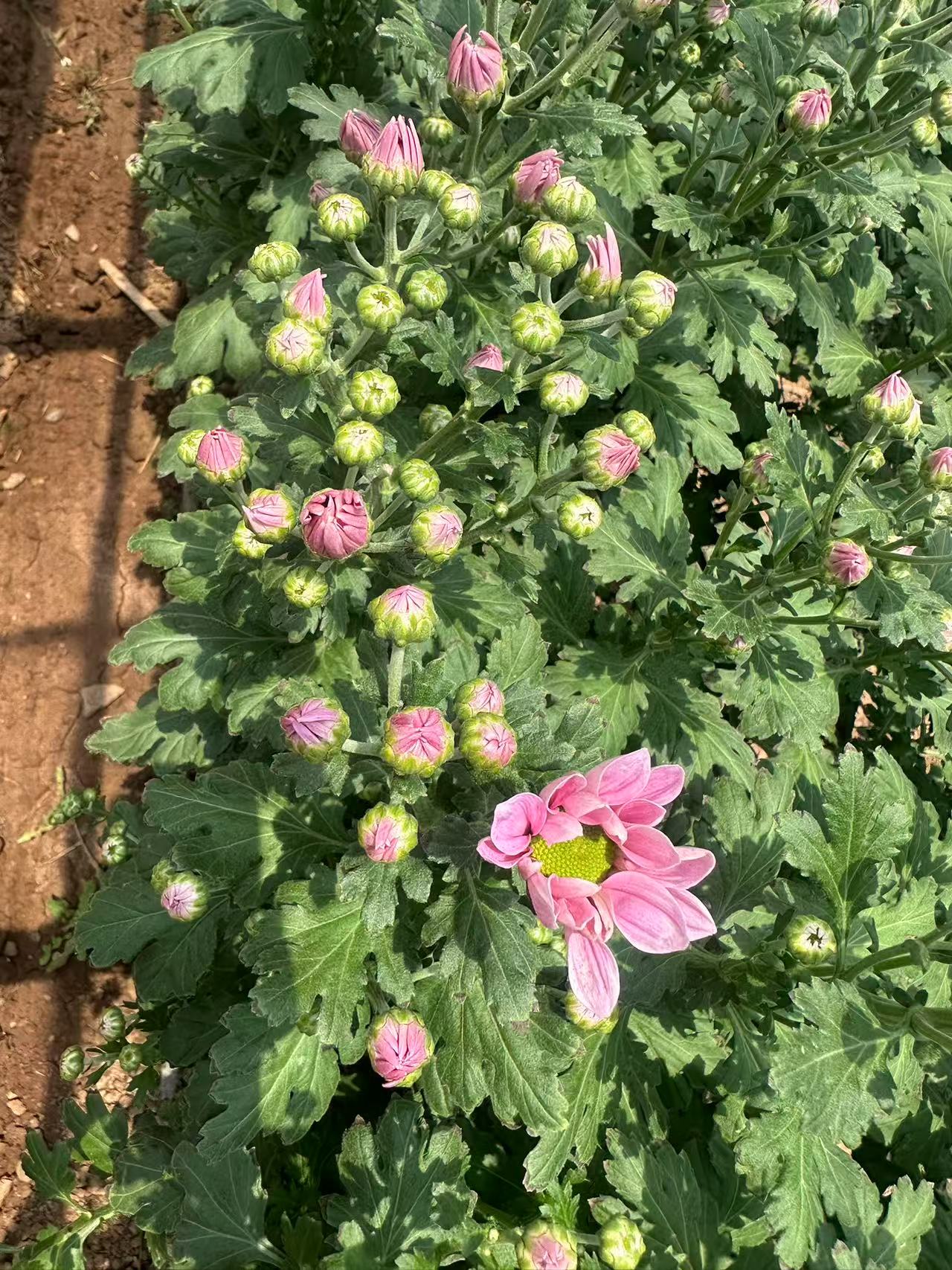 云南花农直发4束小雏菊发顺丰