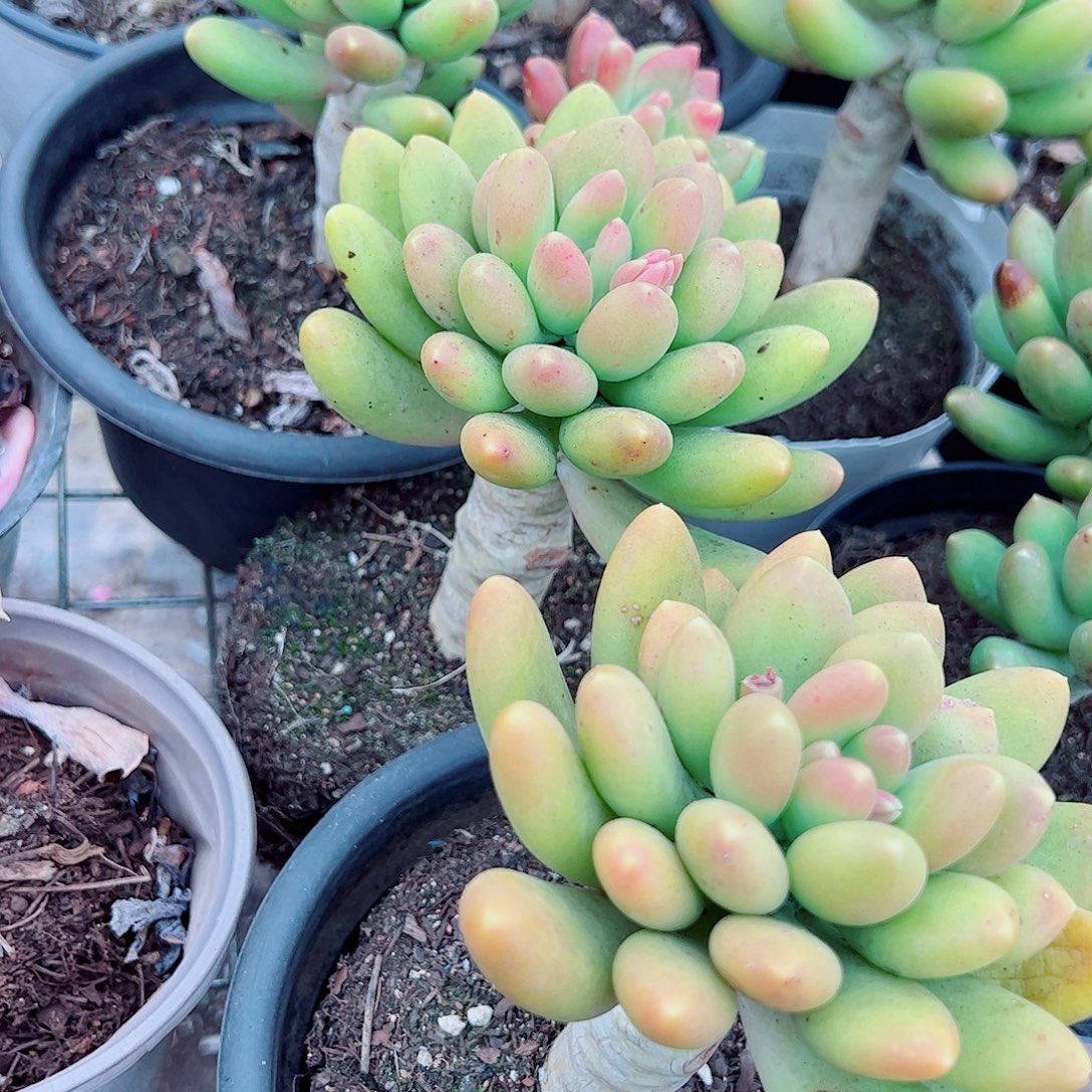 芒果奶大单头精品特价