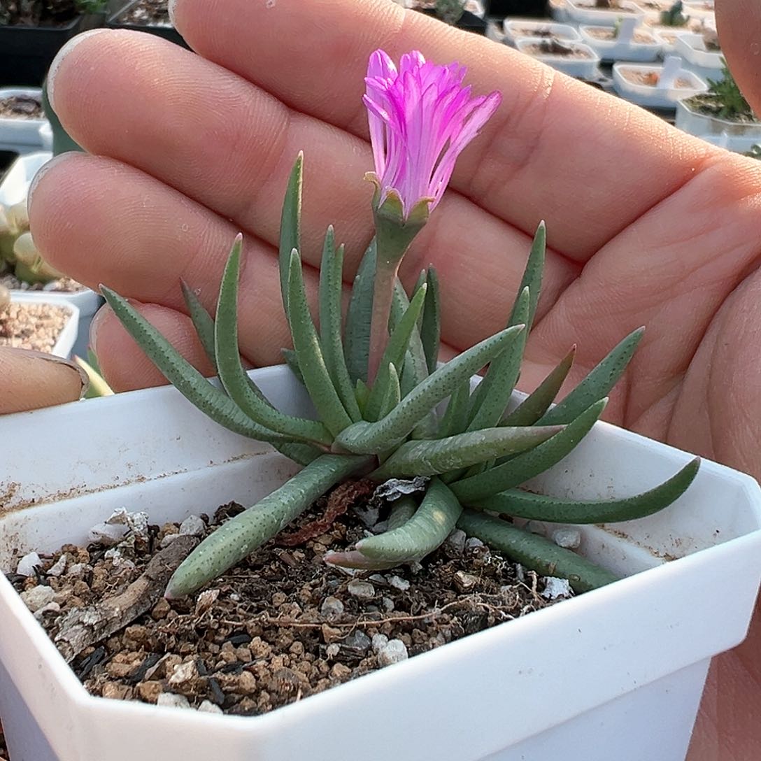 叮*猫美杜莎 多肉肉锥