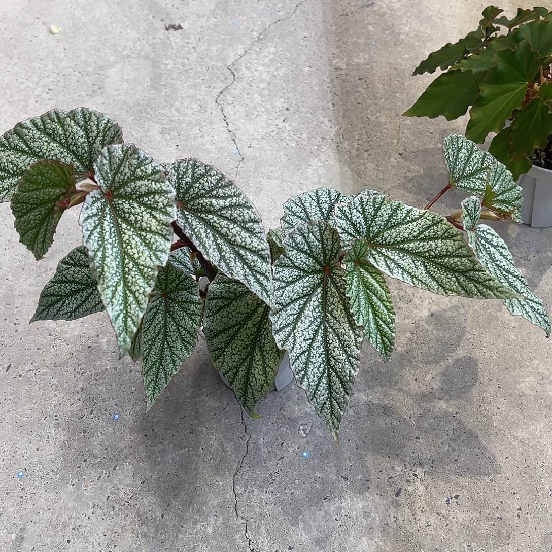 无花朵糖米乐 带保温