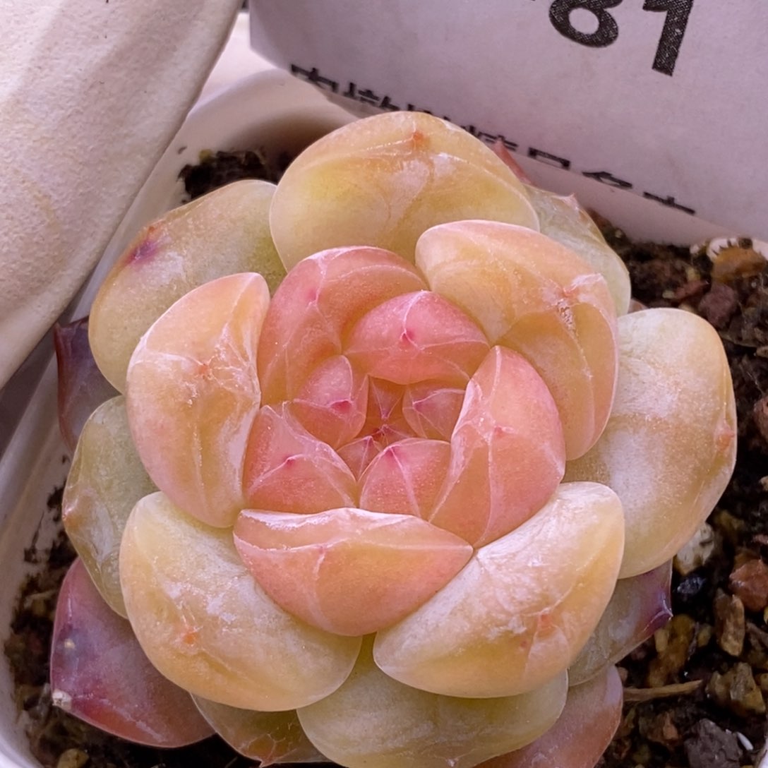 【闪购商品】24-81