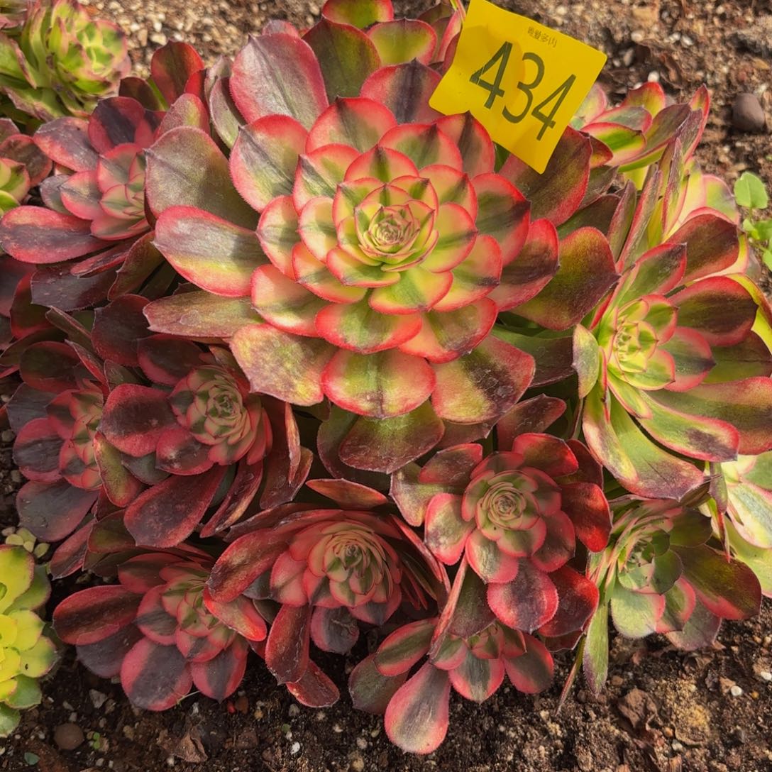 哈哈多肉葡萄福利434