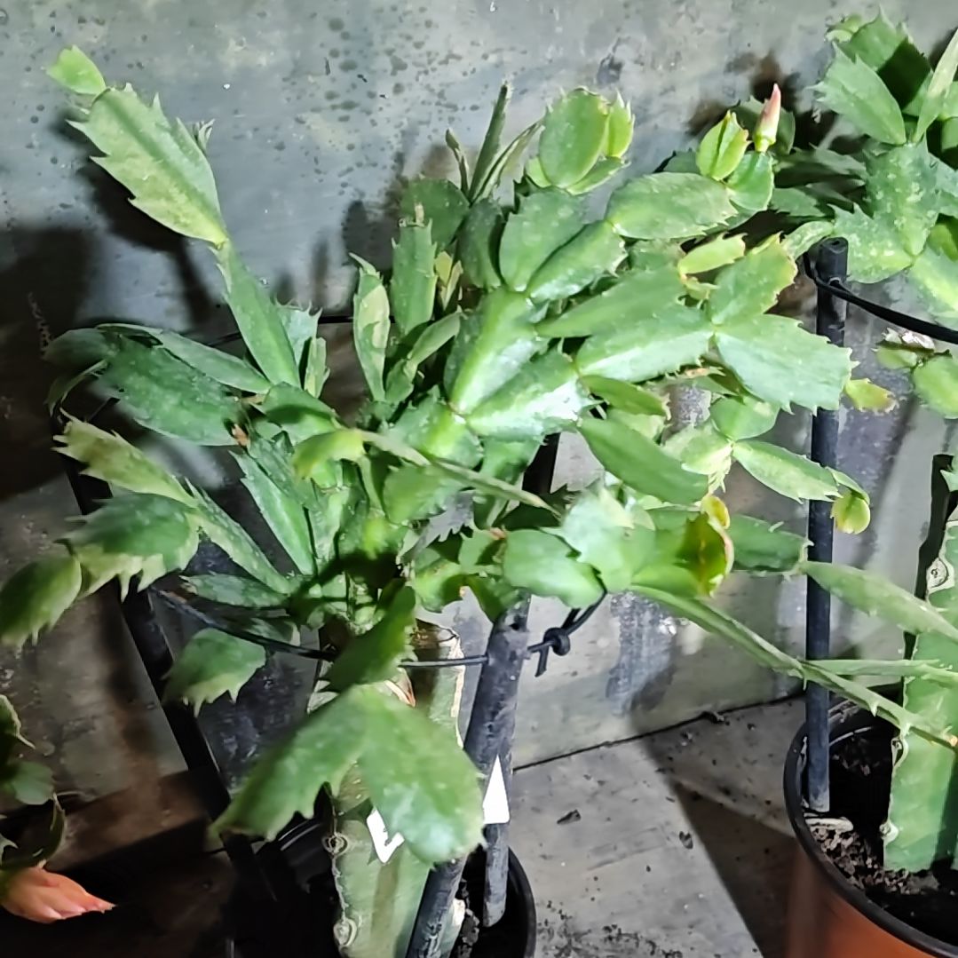 木***言036金黄重瓣脱土脱盆易掉芽苞481