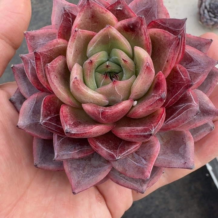 红鸾 单头 一物一拍