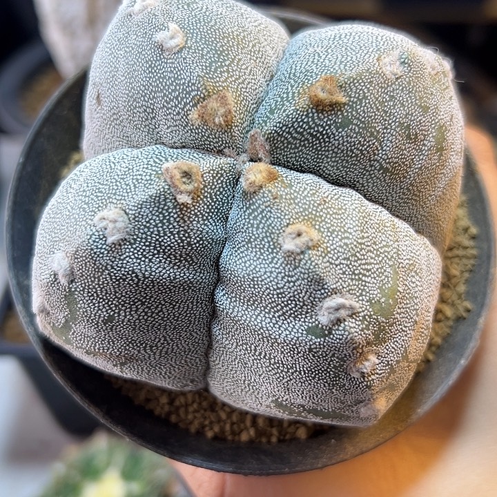 38号自根4角银沙鸾凤玉9.6公分