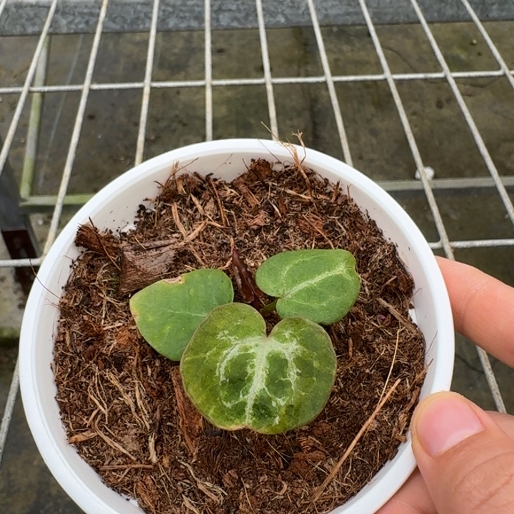 完全开放18号wobderboy/千鸟格