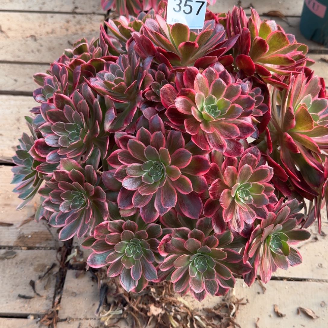 357多肉浣纱手捧