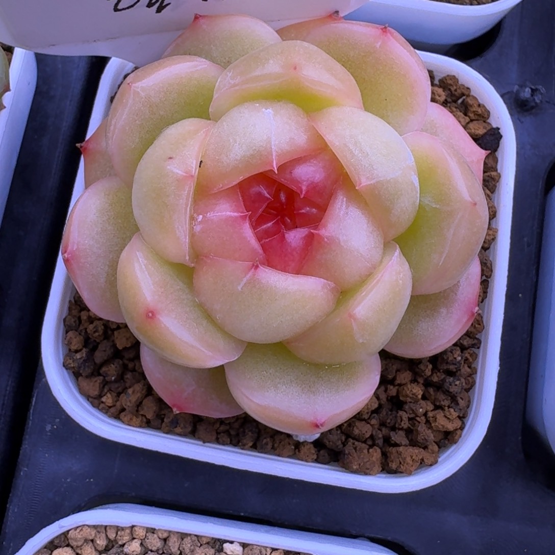 1225-19-3008单头多肉