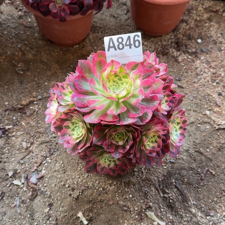 红陶玉姿846号多肉