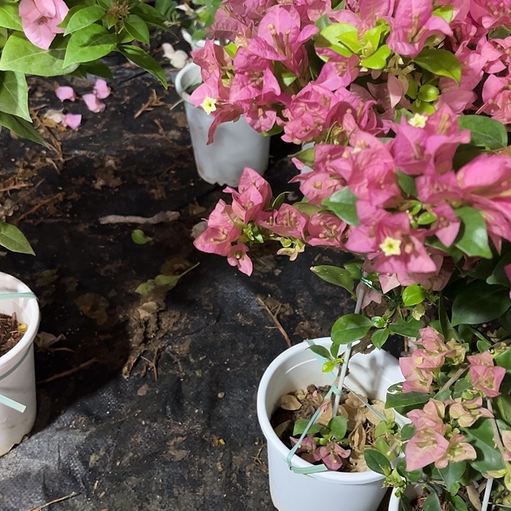 完全开放三角梅绿叶米罗