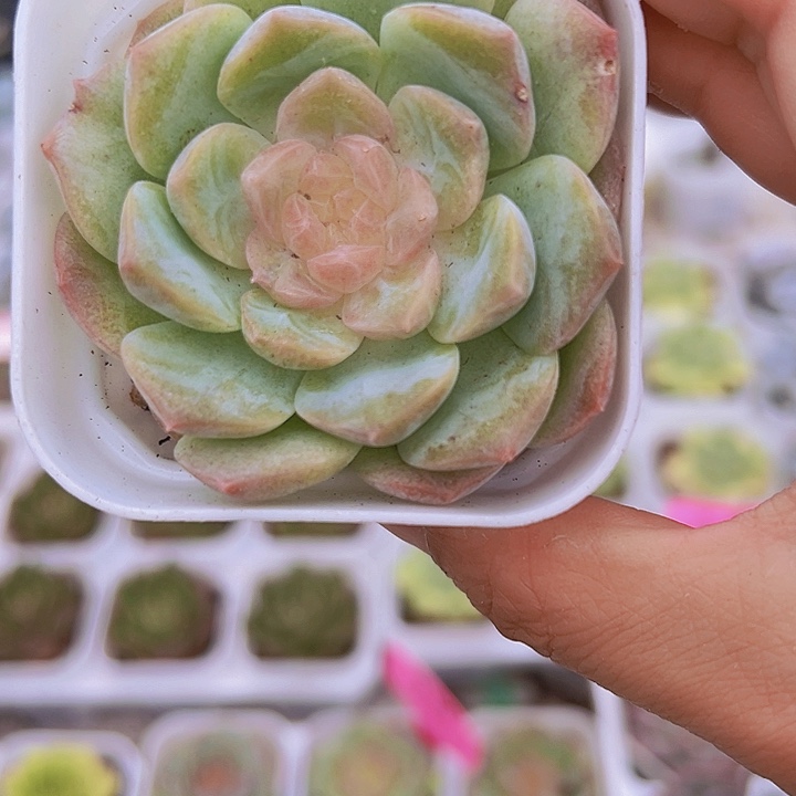梦幻泡影焕白盆19包邮