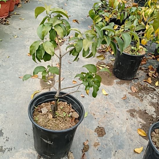 无花朵金弹子盆景我