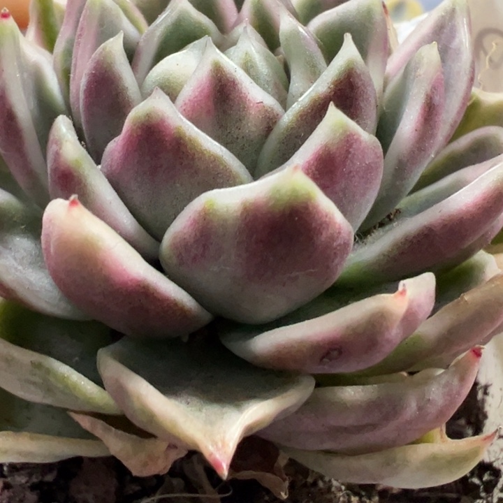 紫水晶锦多肉植物1386